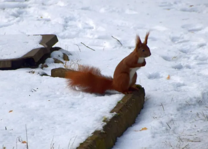 Am Wald * Biesenthal